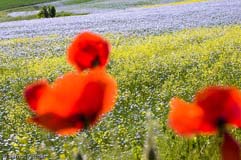 Lein Raps Mohn  - Zum Vergroessern klicken!